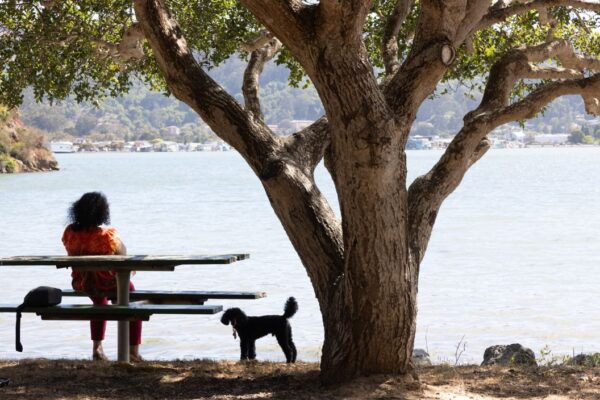 A person sits alone on a picnic table under a large tree by a lake, with a small dog standing nearby and a bag on the table.