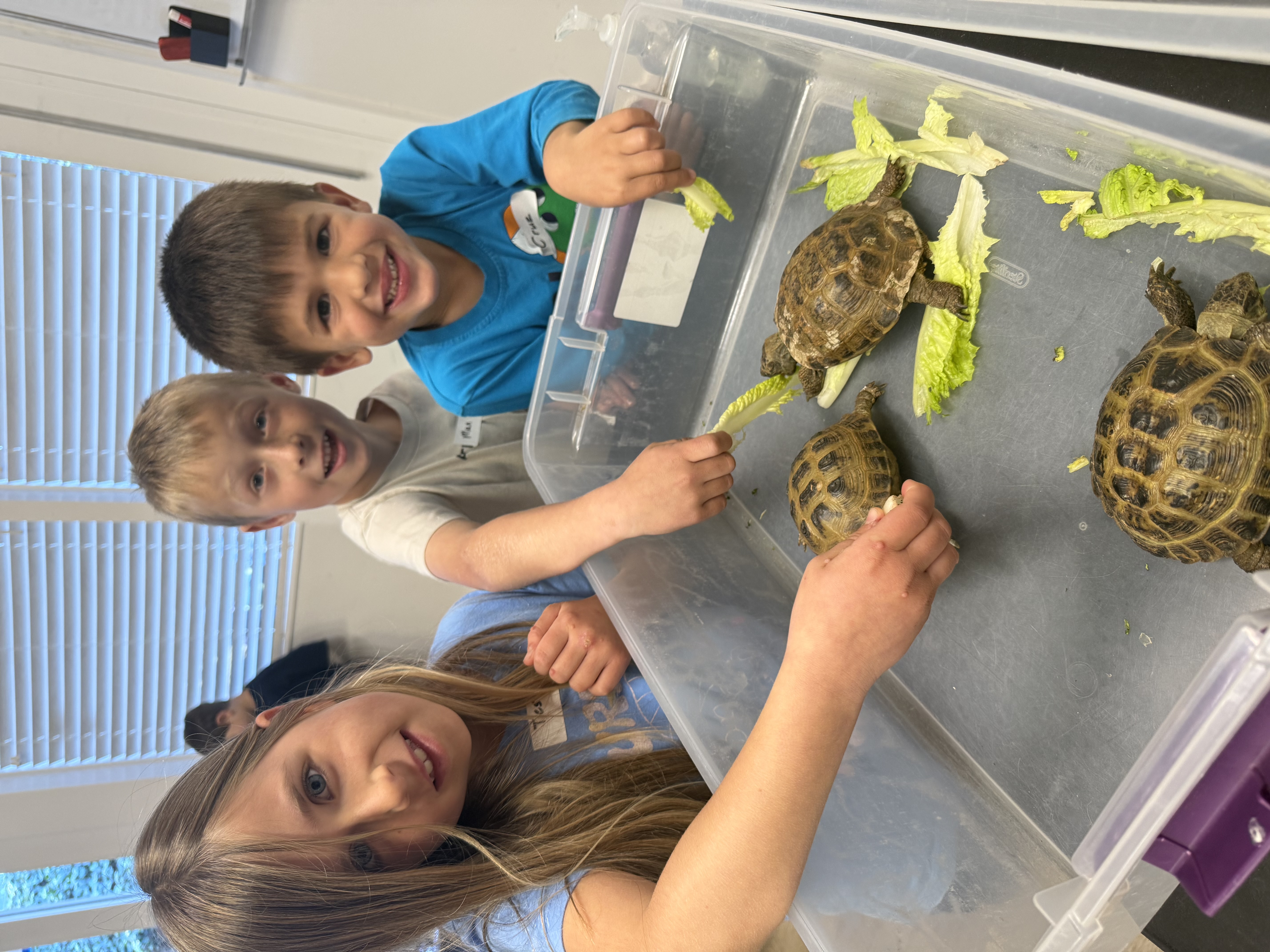 Three children smiling and feeding lettuce to three turtles in a plastic bin inside a brightly lit room.